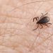 Chronic Lyme Debate: Understanding the Controversy
