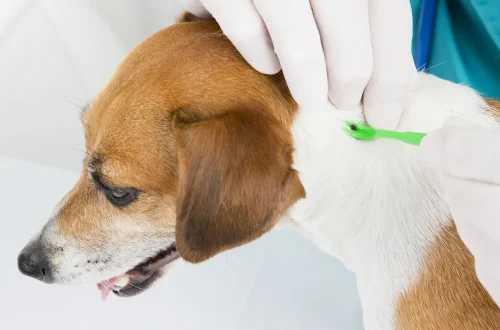 Lyme Disease in Dogs: Symptoms and Prevention