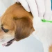 Lyme Disease in Dogs: Symptoms and Prevention