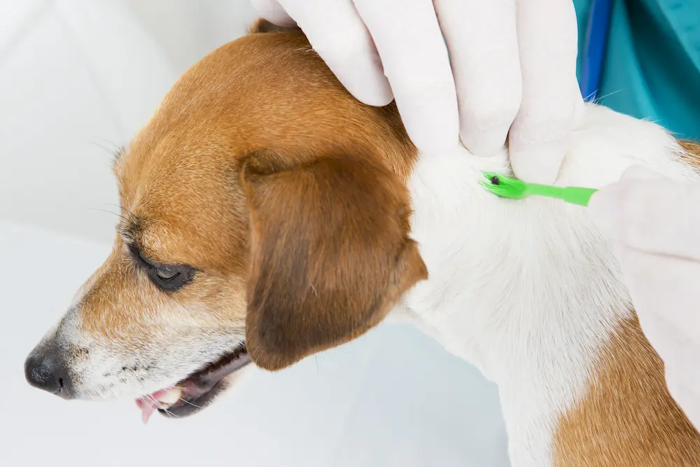 Lyme Disease in Dogs: Symptoms and Prevention