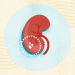 Underlying Conditions Linked to Kidney Stones (Hyperparathyroidism, UTIs)