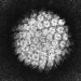 Beyond Cervical Cancer: HPV's Role in Anal, Penile, and Oral Cancers