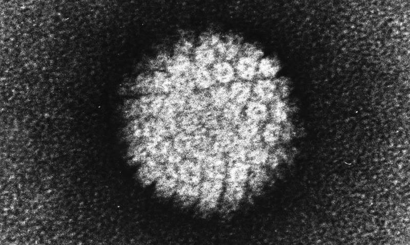 Beyond Cervical Cancer: HPV's Role in Anal, Penile, and Oral Cancers